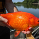 An official holding a goldfish found in Burnsville's Keller Lake.